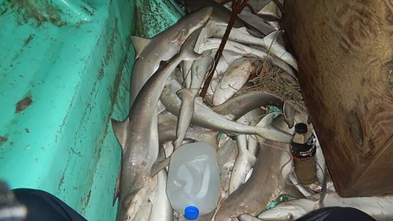 Coast Guard seizes 40 sharks illegally caught off Texas coast