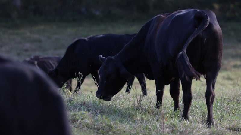 A reduction in inventories could leave consumers asking, “Where’s the beef?”