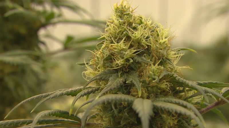 Ahead of the 2023 state legislative session, Louisiana lawmakers are poised to debate two...